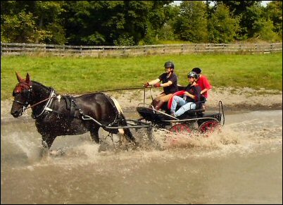WCC Horse Carriage Testimonial