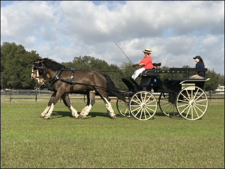 WCC Horse Carriage Testimonial