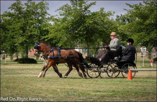 WCC Horse Carriage Testimonial