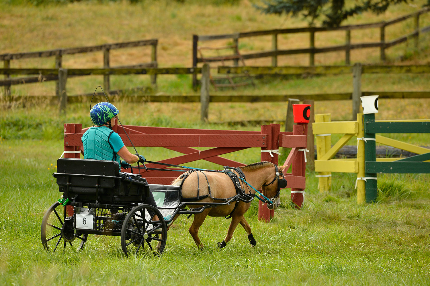 WCC Horse Carriage Testimonial