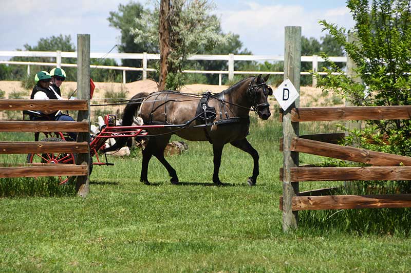 WCC Horse Carriage Testimonial