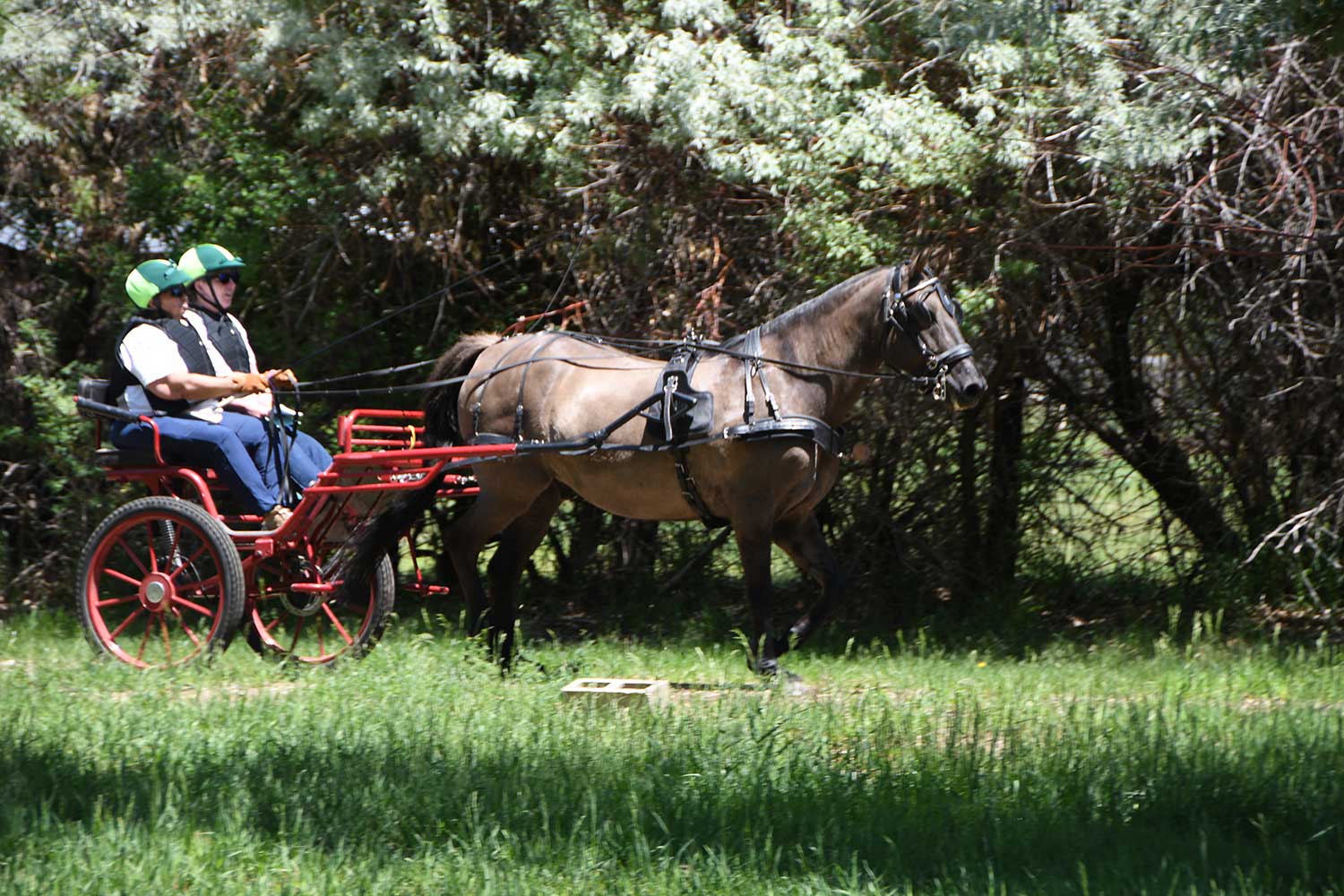 WCC Horse Carriage Testimonial
