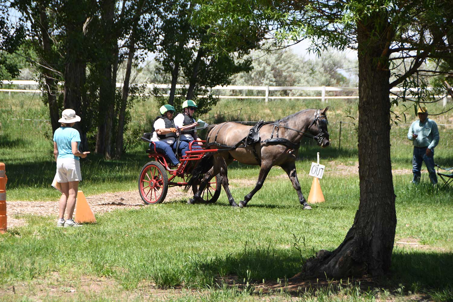 WCC Horse Carriage Testimonial