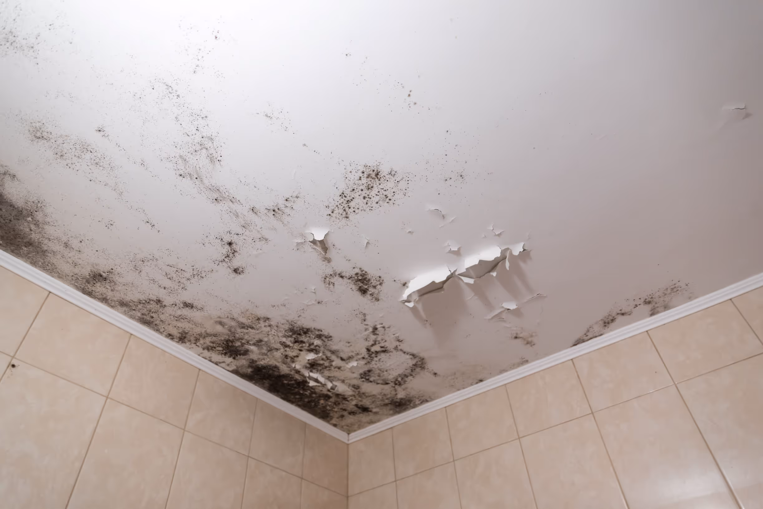 Health Concerns of Black Mold