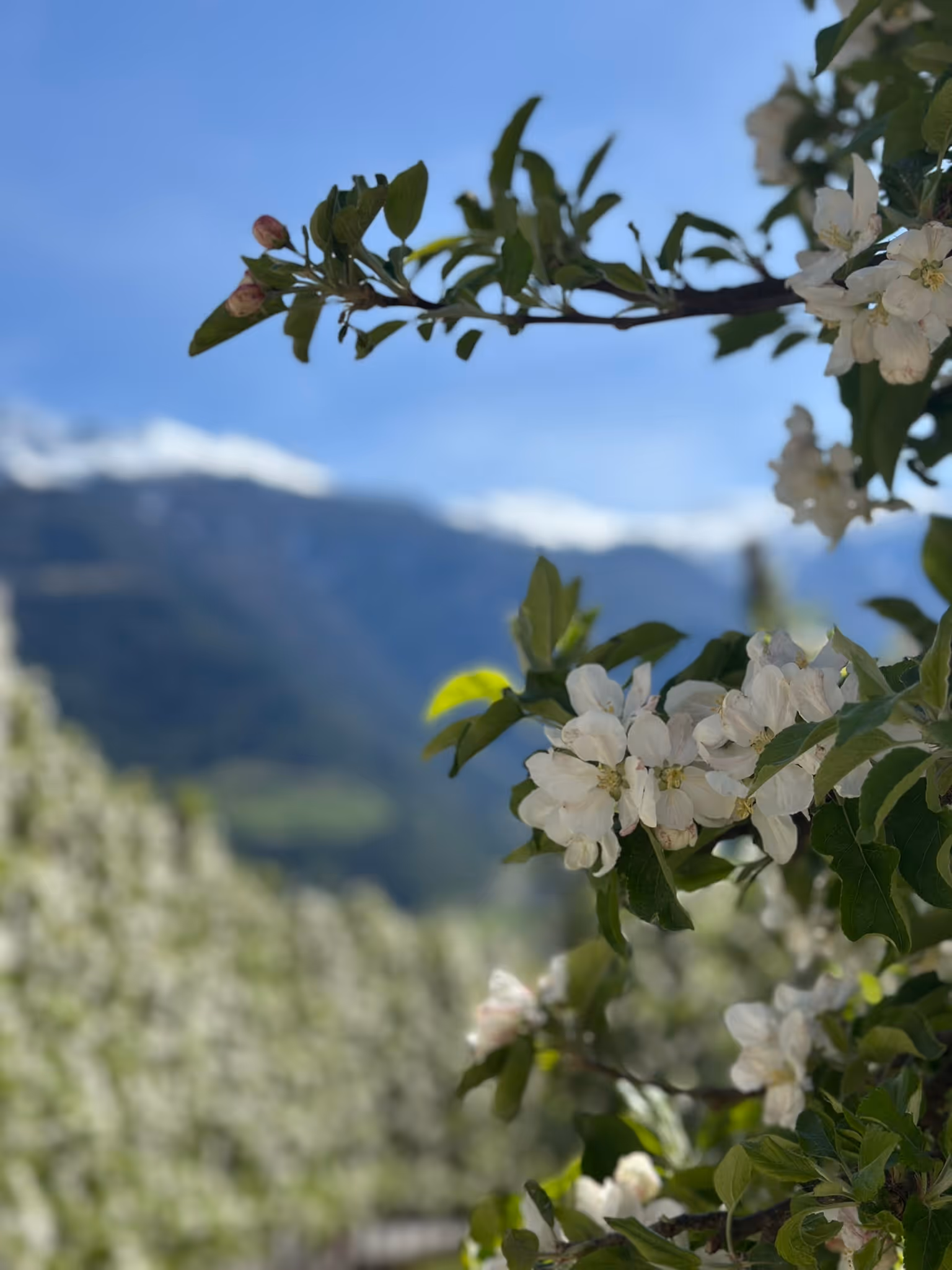[background image] image of a nature scene visible through office windows (for a personal coach & consultant).