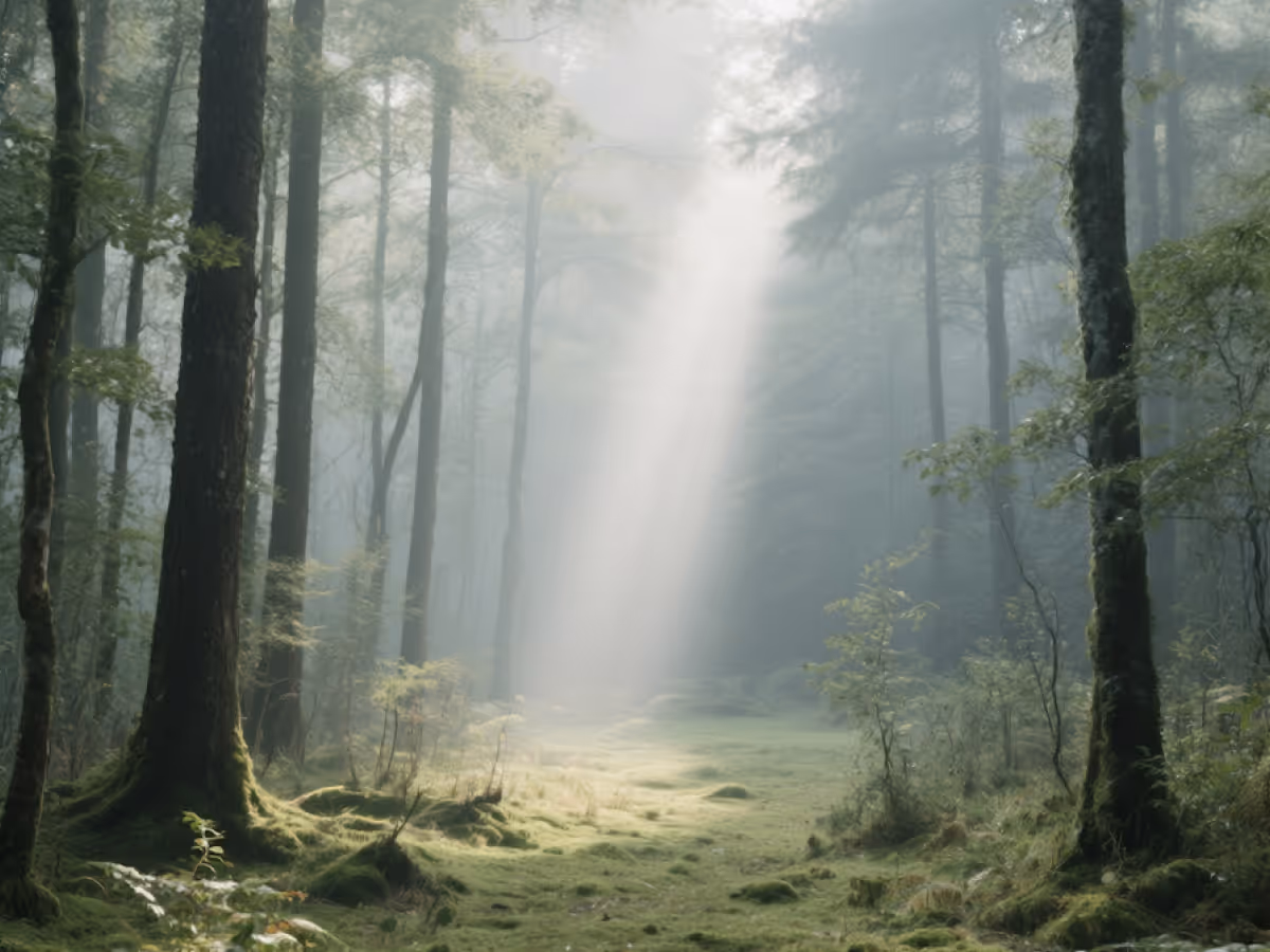 Sunlight beams through misty tall trees onto a moss-covered forest floor.