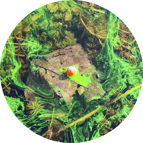 CPK Fluid nebel boilie