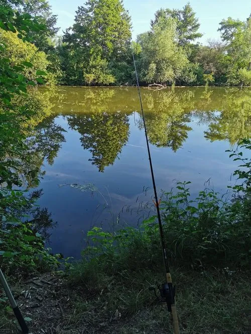 Spinnrute am Ufer eines ruhigen Gewässers mit Spiegelung der Bäume