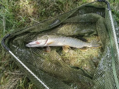 Gefangener Hecht im Unterfangkescher auf der Wiese