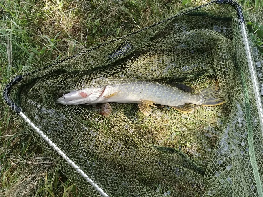 Fisch im Kescher Donau Regensburg