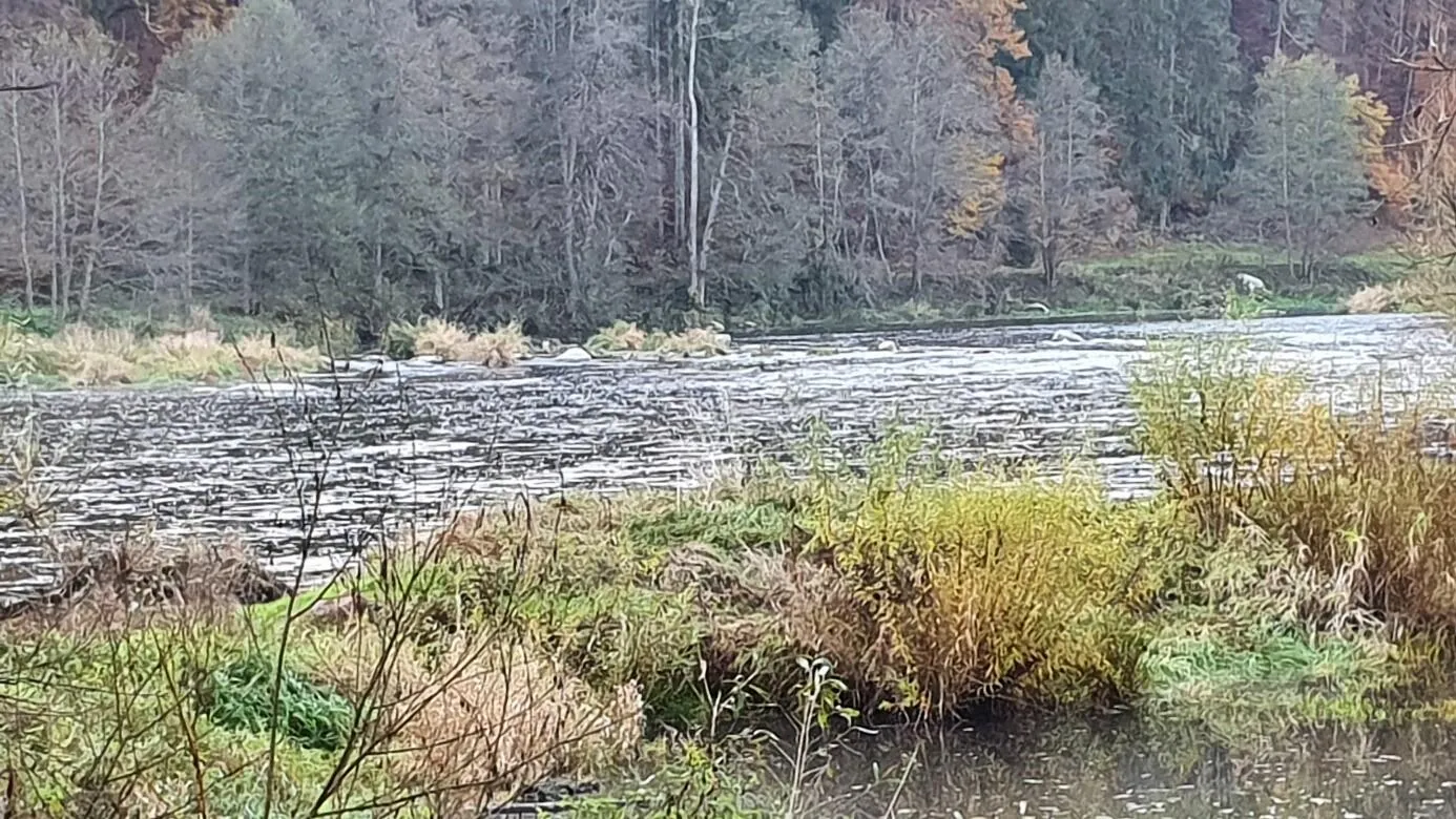 Fluss mit fließendem Wasser und Uferbewuchs vor einem Wald mit kahlen und blättrigen Bäumen im Herbst.