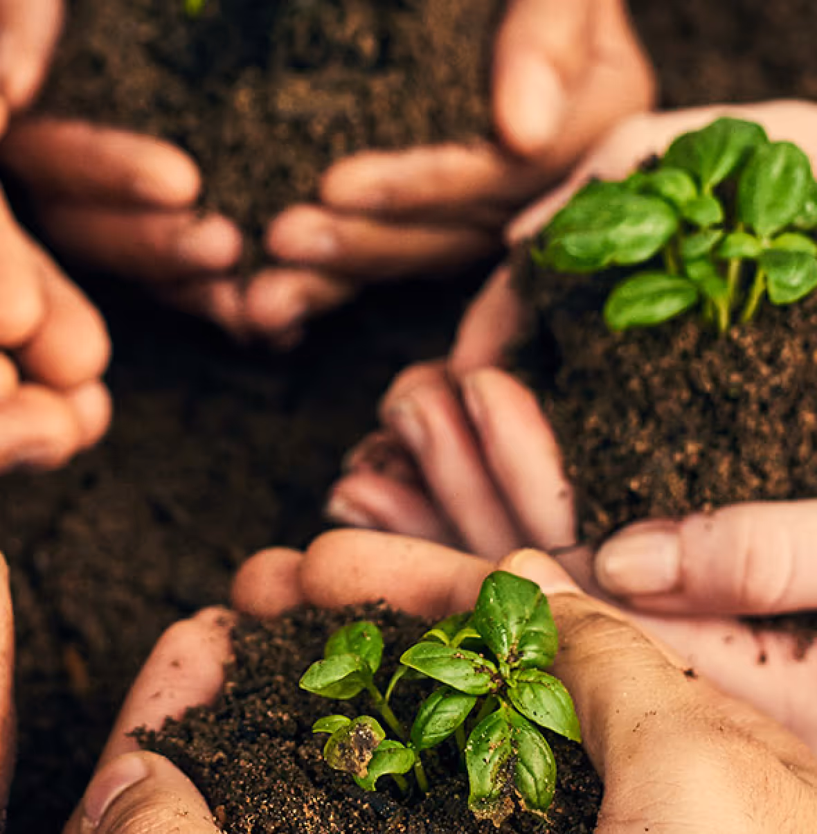 Hands holding soil with small green plants growing, symbolizing planting and environmental care.