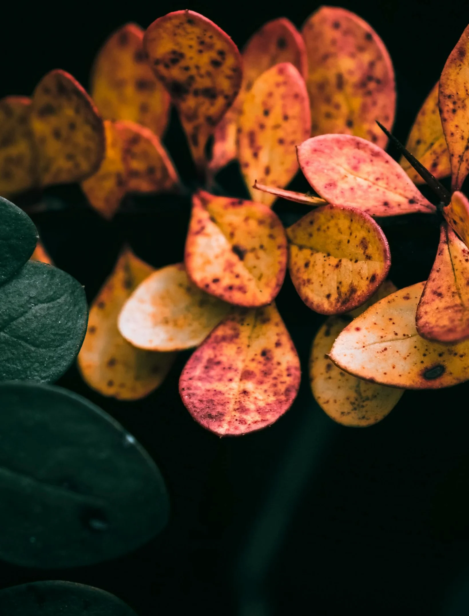 Adroven-home-one-banner-small-image-two