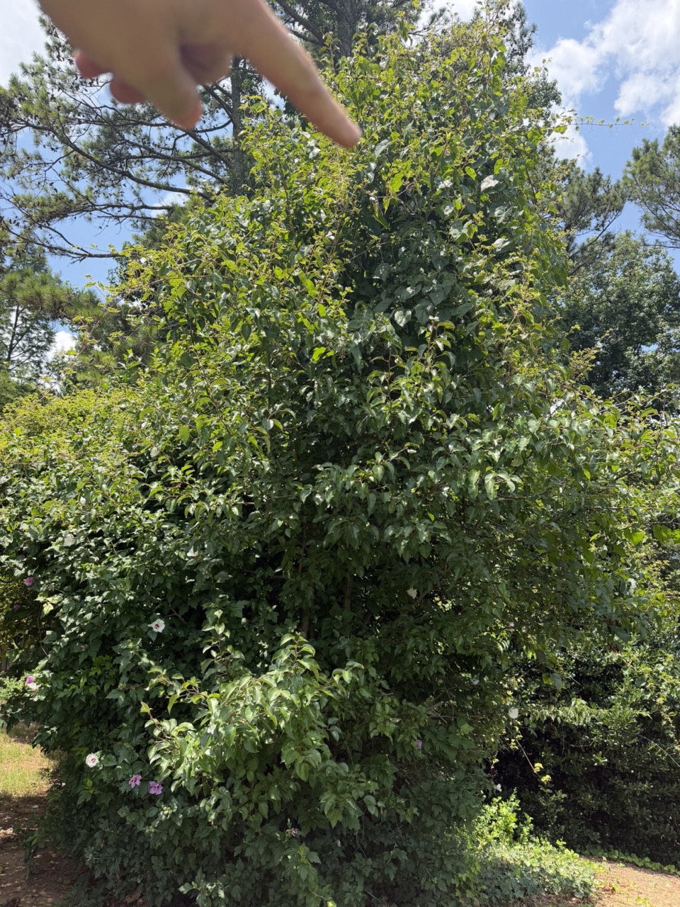 Invasive vine on hibiscus