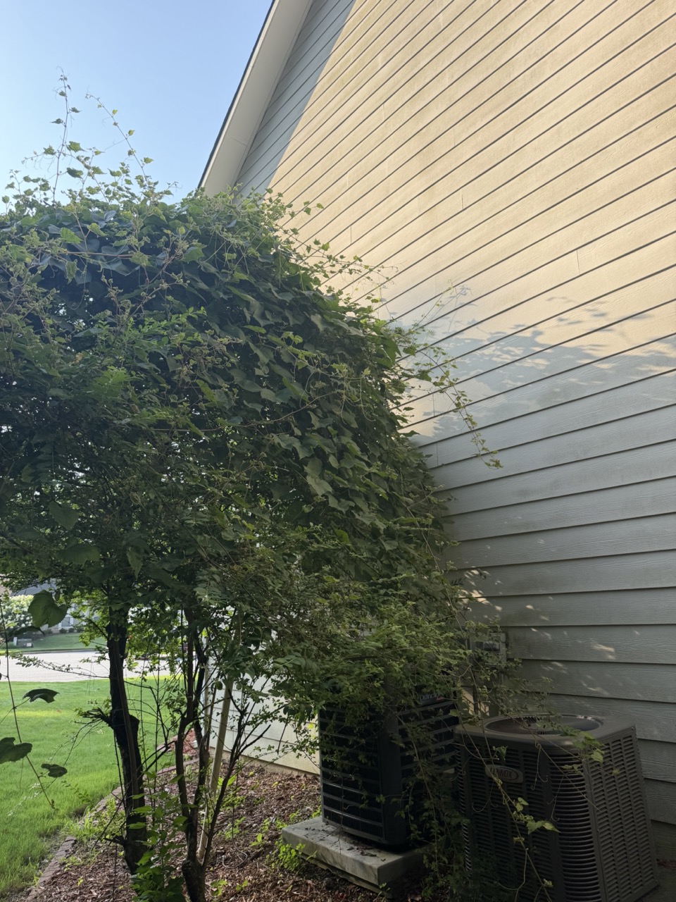 Invasive plant crowding the AC units
