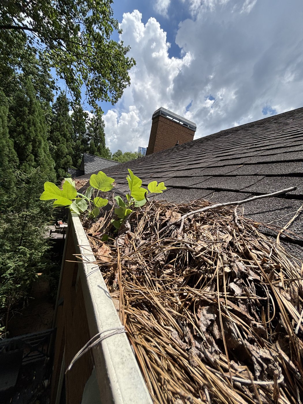 Gutter packed with pine straw, saplings sprouting