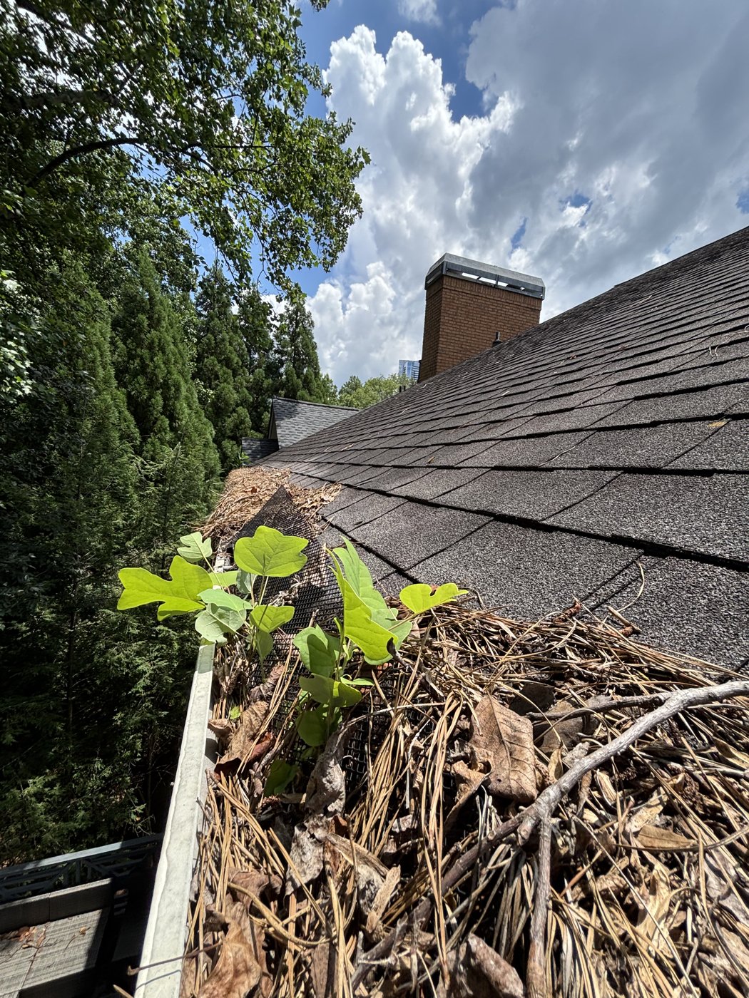 Gutter overgrown near the chimney