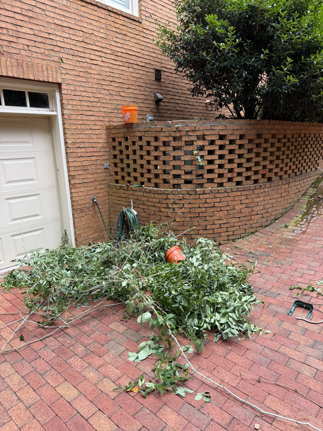 Vines cut and cleared from the wall