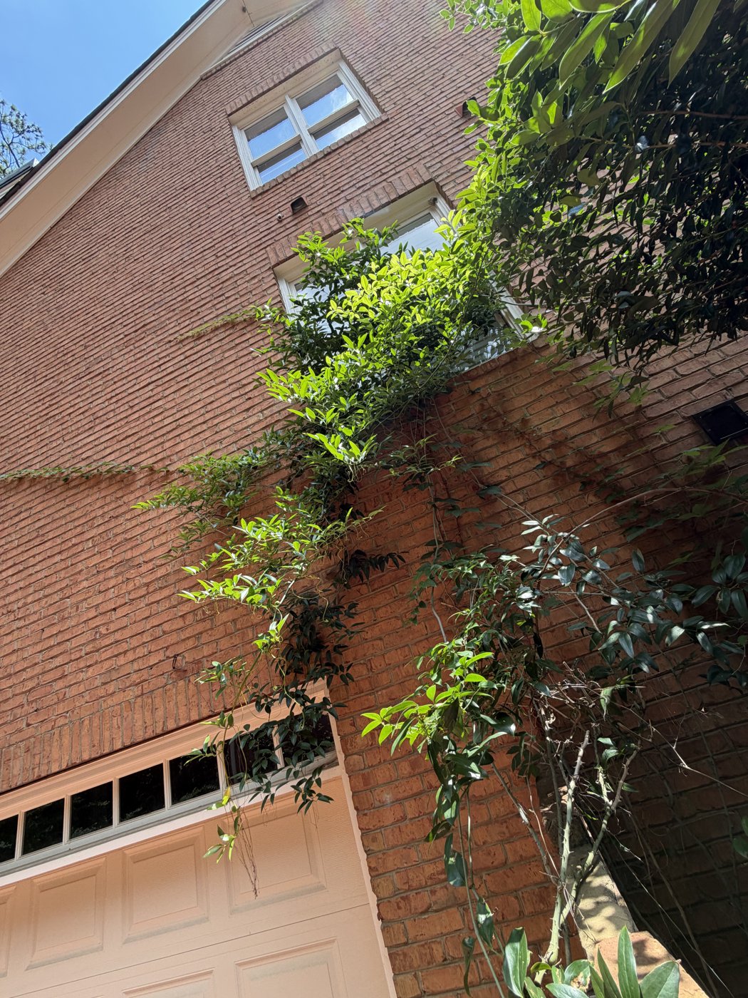 Vines climbing the house brick, before