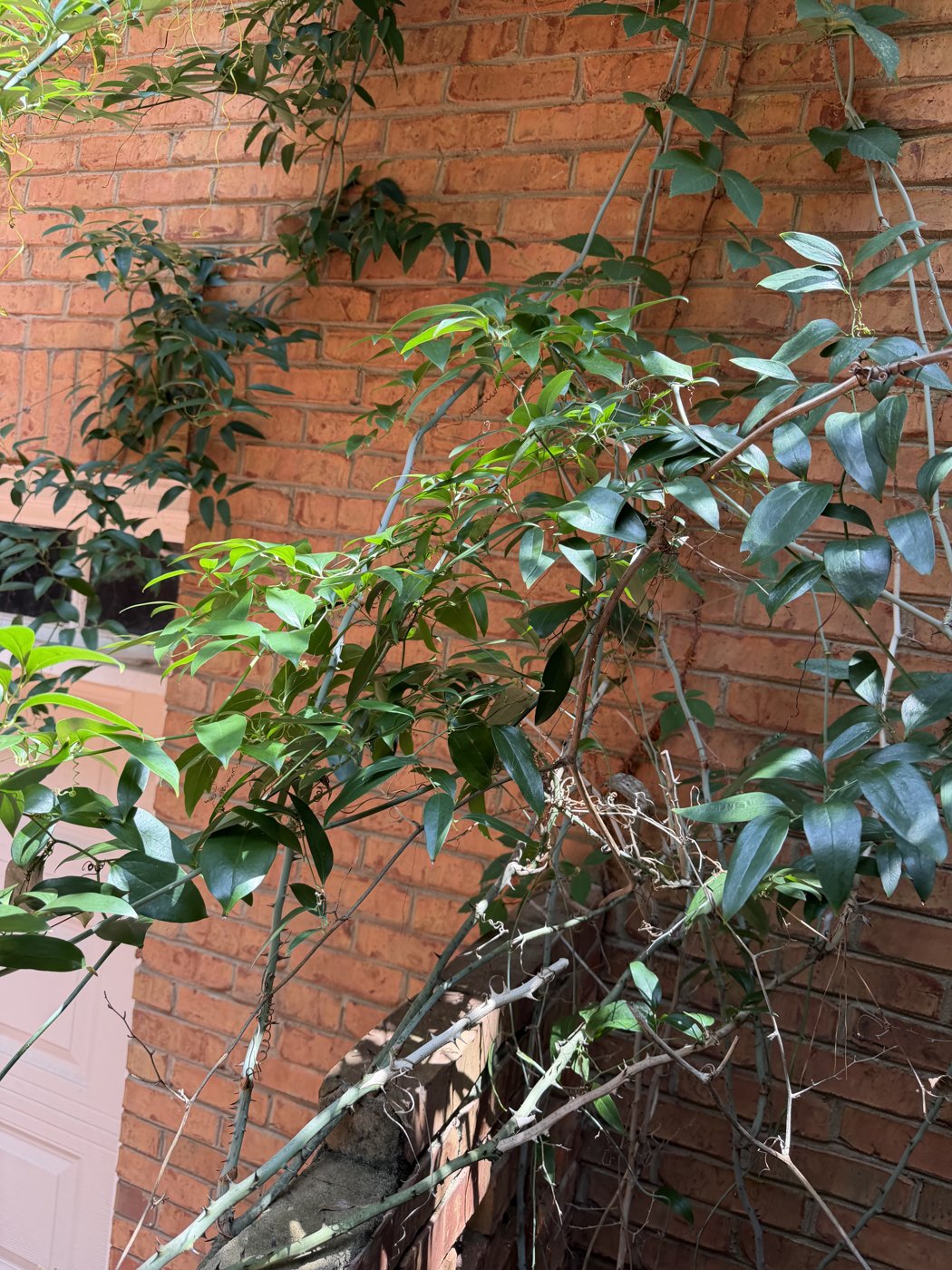 Vines over the courtyard wall, before