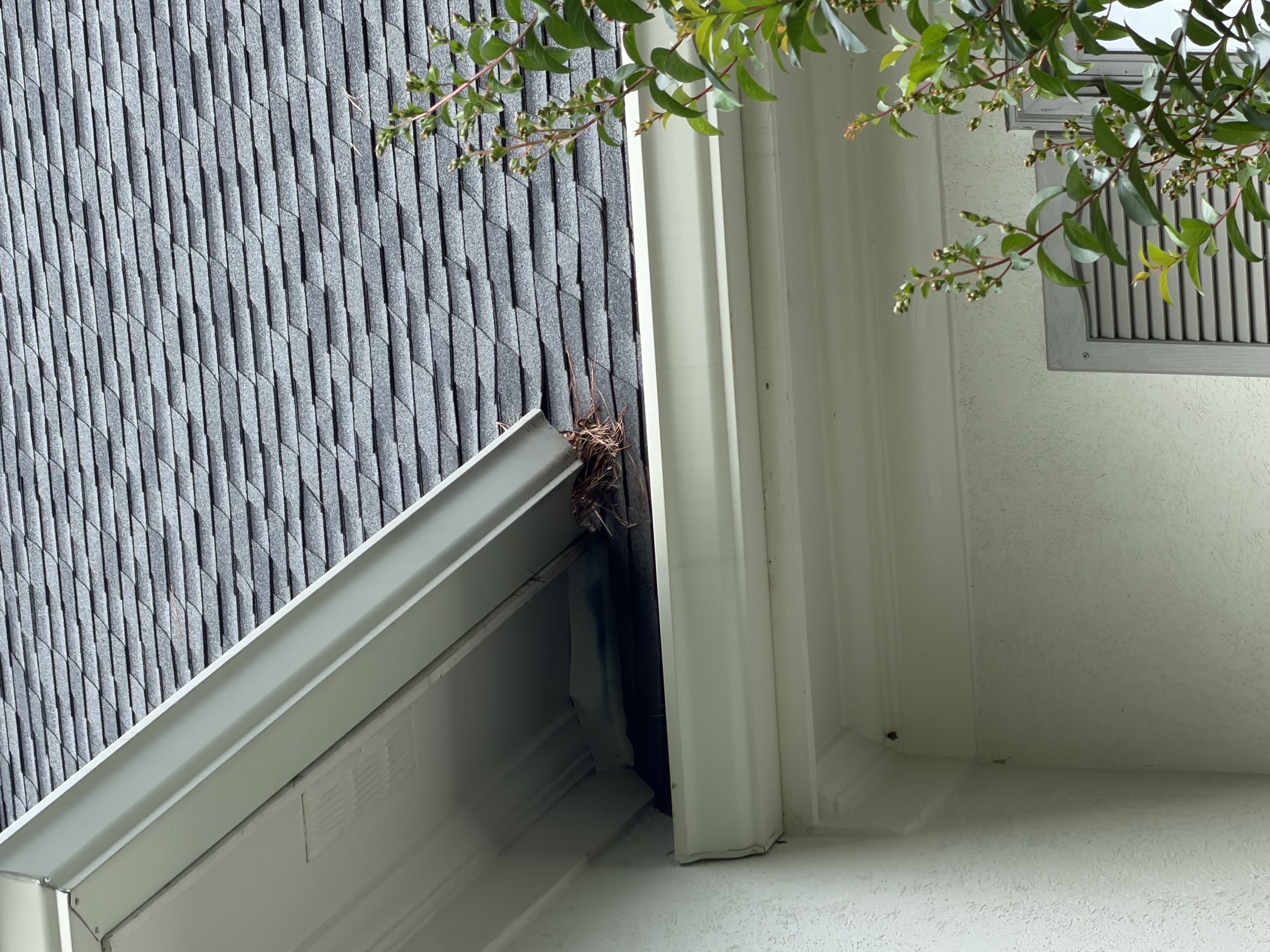Pine straw packed at the gutter end where it meets the wall
