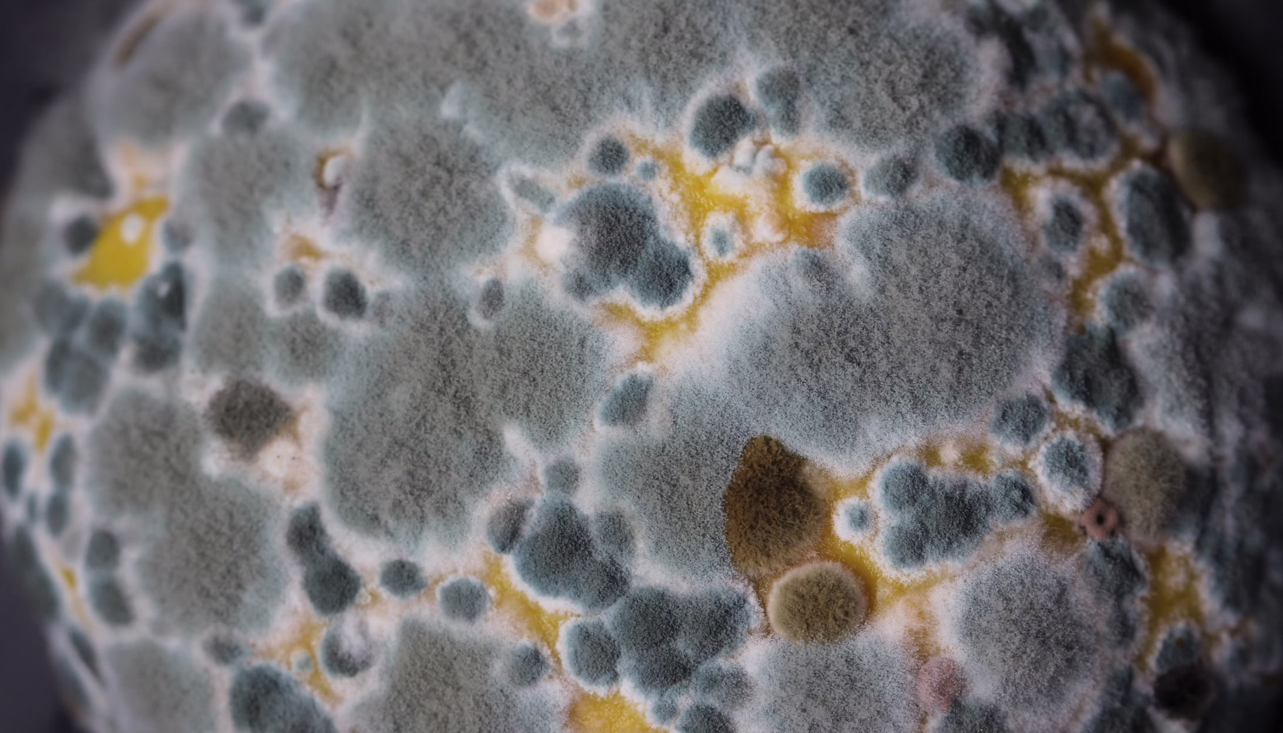 Shelf life simplified