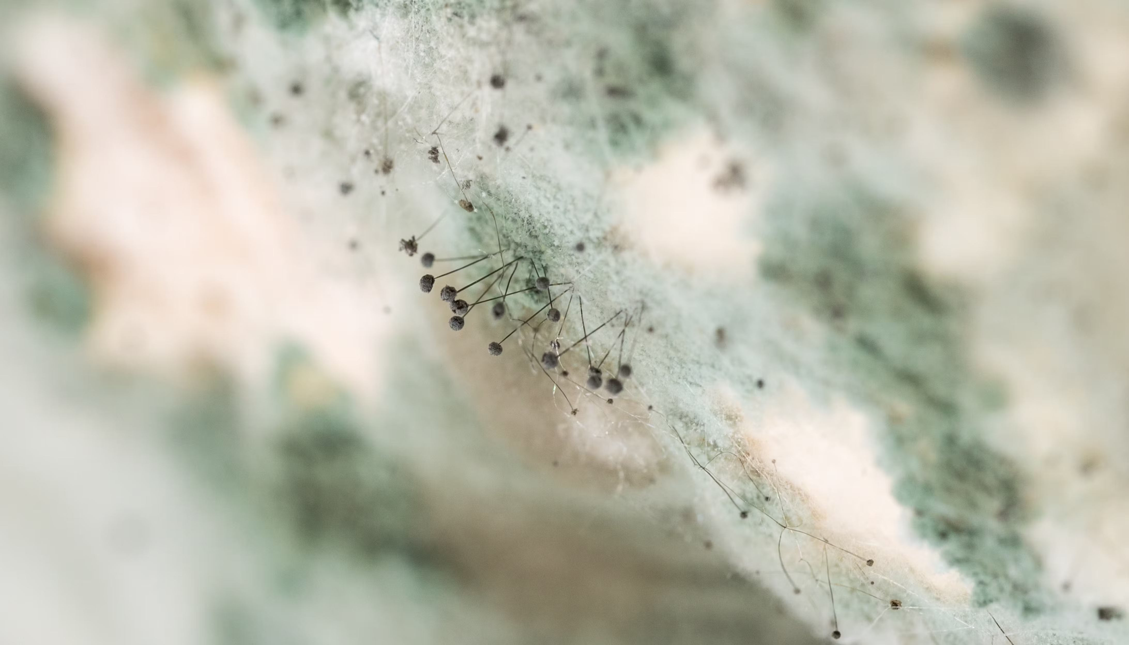 Use water activity to get—and maintain—the right texture