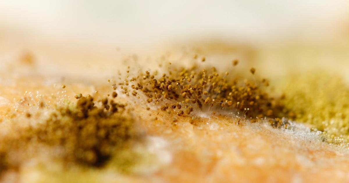 Managing moisture variability in dried fruits and nuts