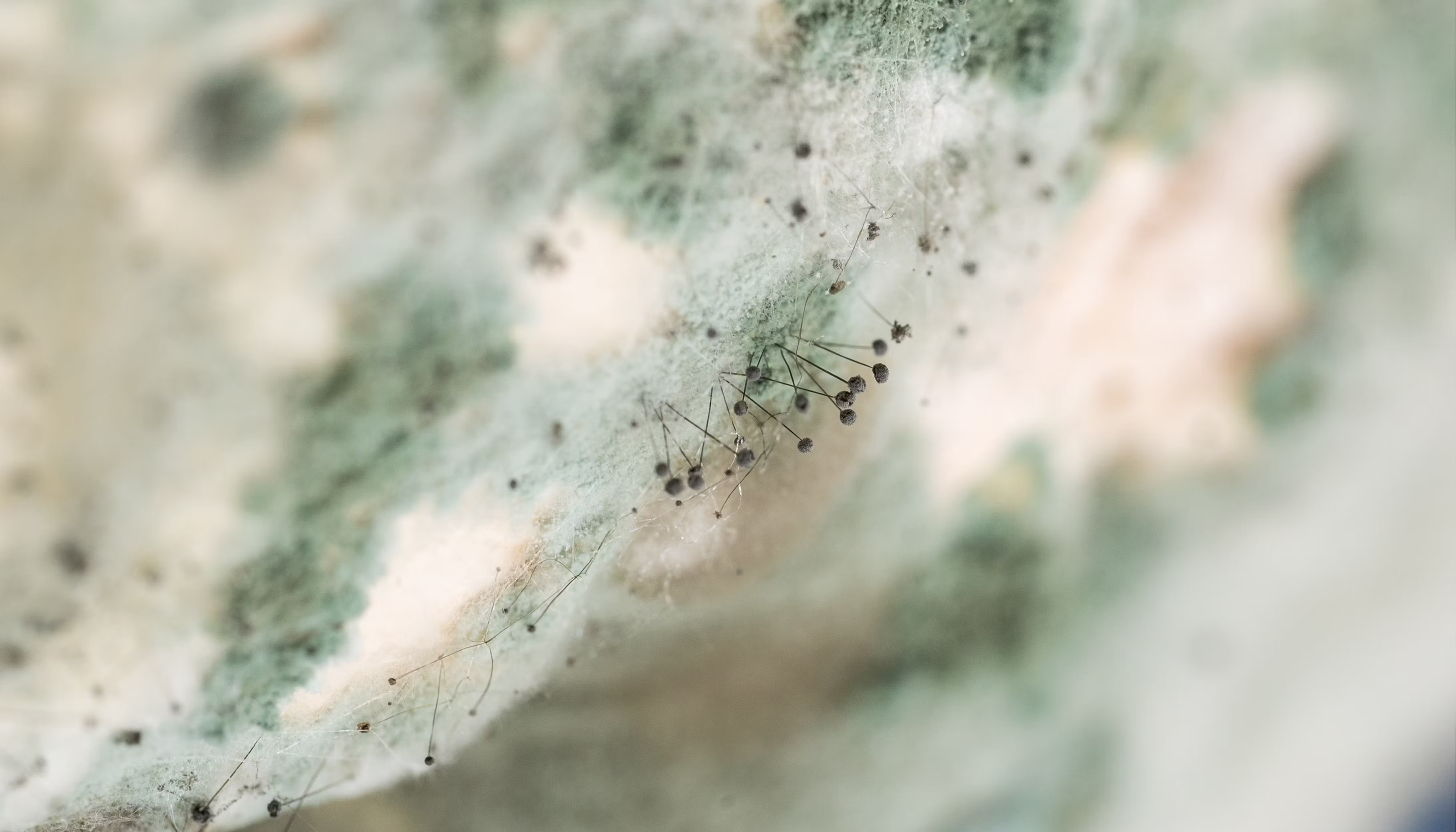 How to optimize food drying, baking or dehydrating