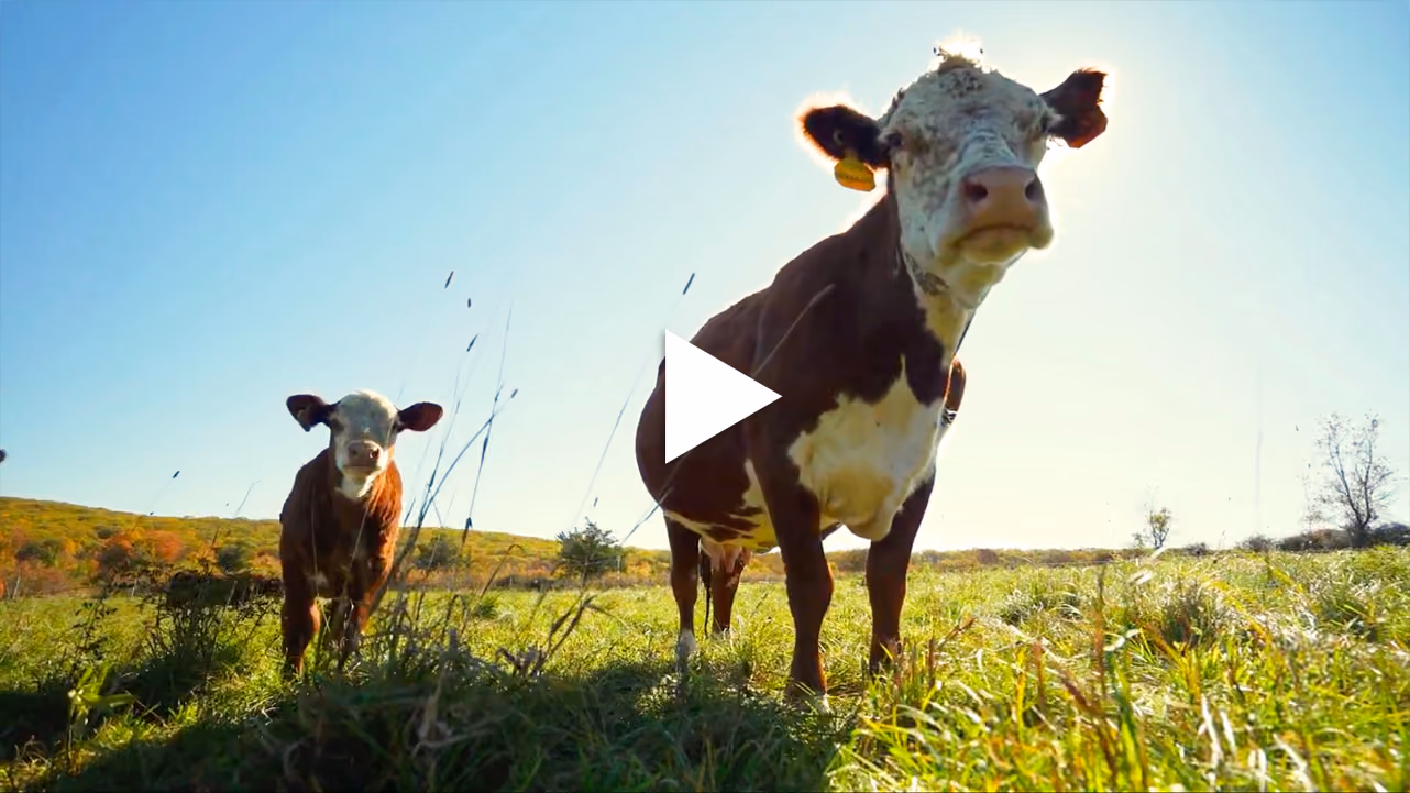 Two brown and white cows standing on green grassy field with clear blue sky in the background. click to play video