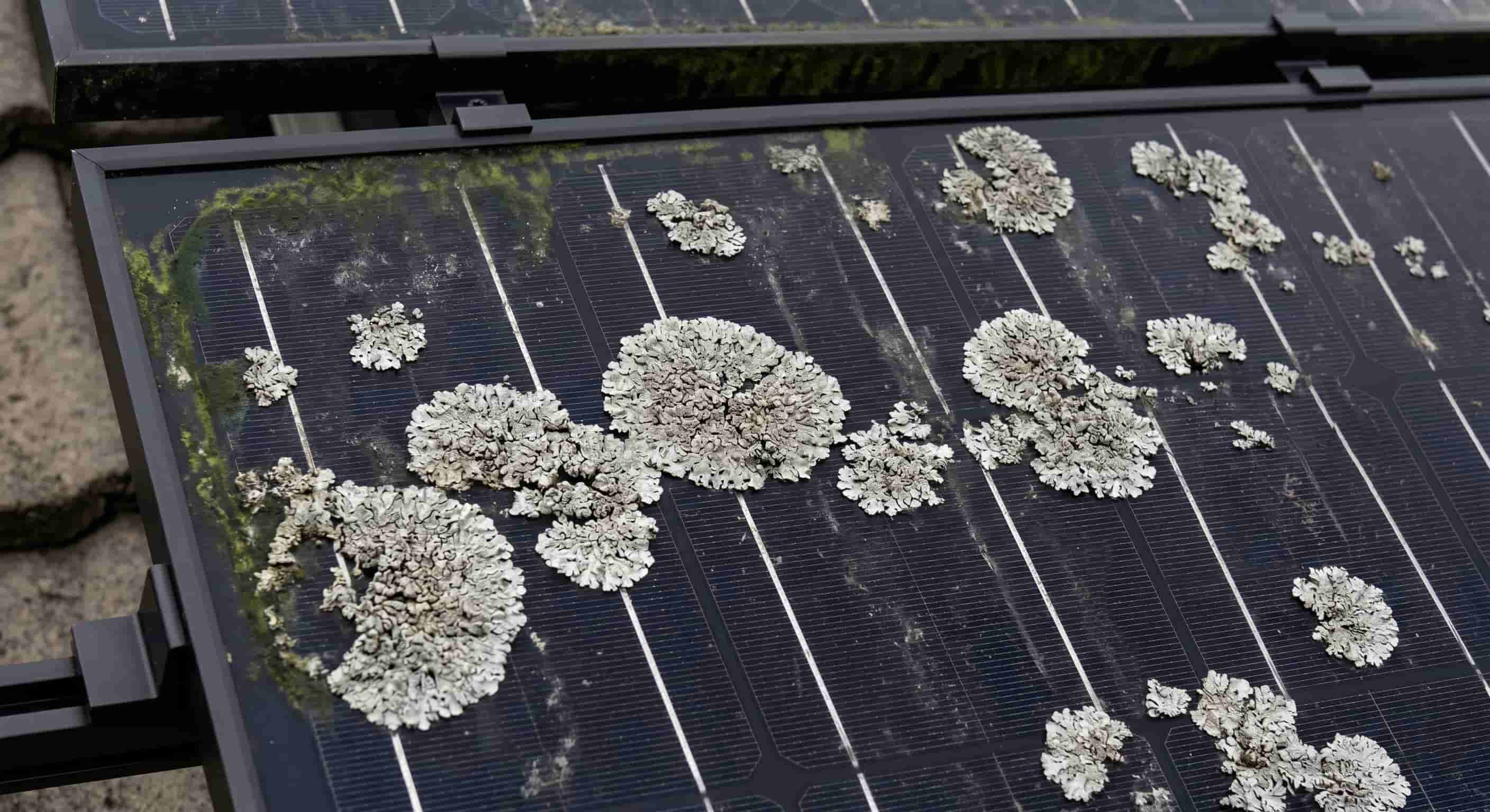 Established lichen and algae growth on a solar panel, showing circular grey-white lichen patches across the photovoltaic cells and green algae streaking near the frame
