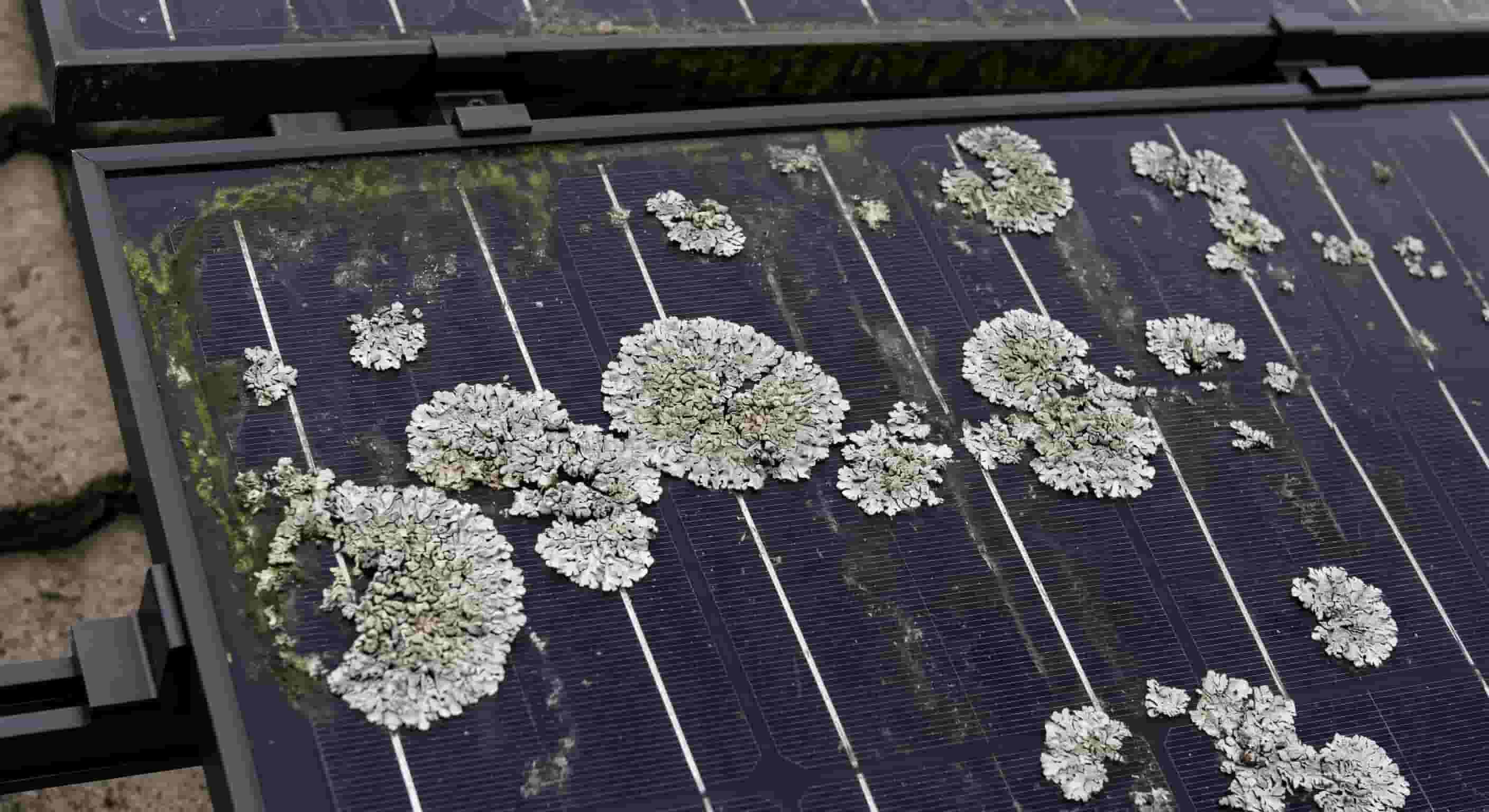 Established lichen and algae growth on a solar panel, showing circular grey-white lichen patches across the photovoltaic cells and green algae streaking near the frame