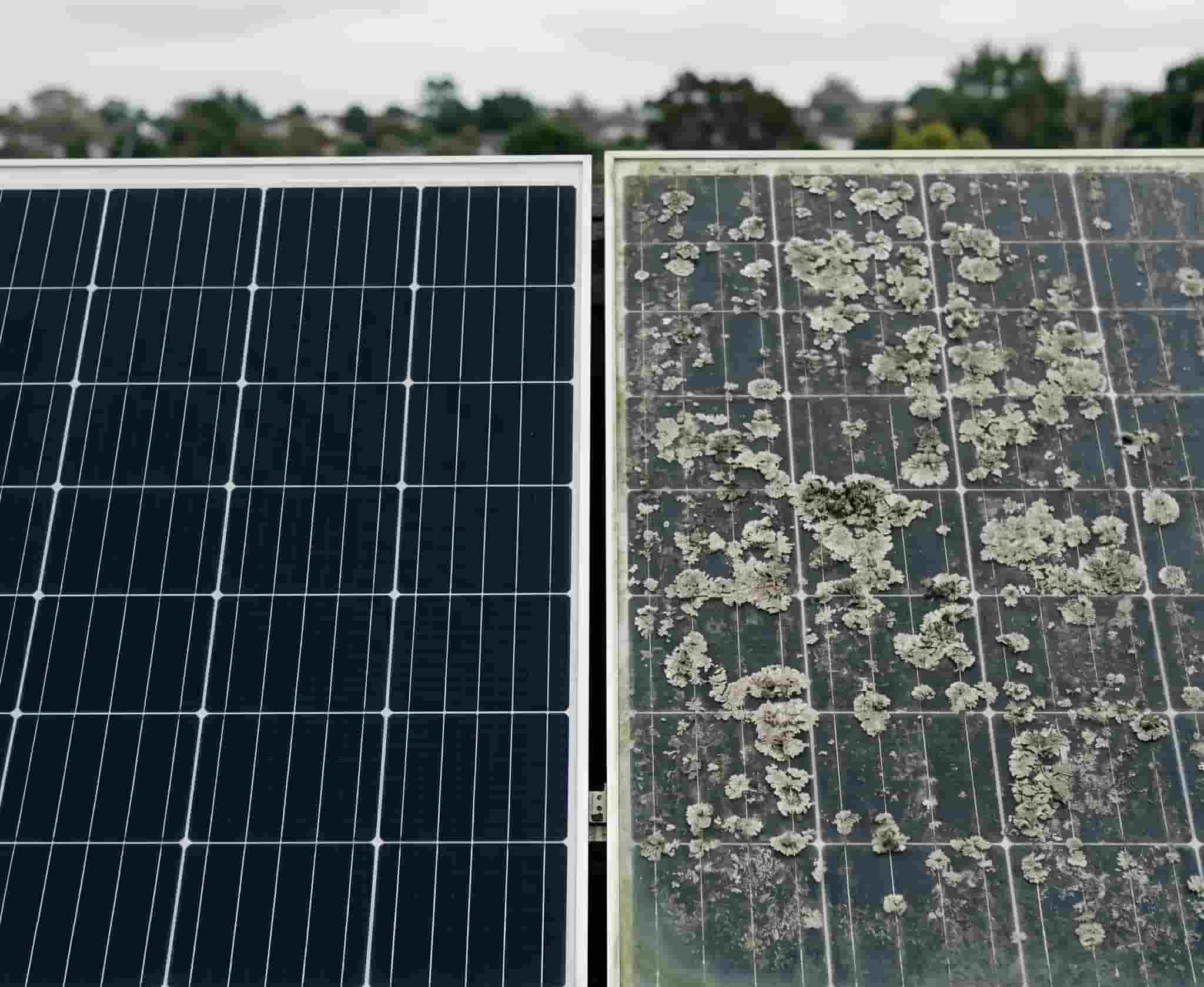 Two adjacent solar panels on an Auckland rooftop — left panel clean with clear dark glass, right panel heavily covered in established lichen colonies across the cells