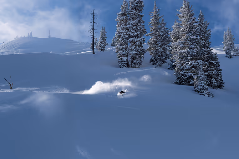 Skier riding down a snow-covered mountain with pine trees on it