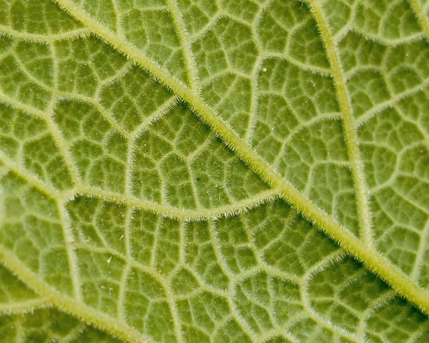 Close-up of a green leaf showing detailed veins and fine hair-like structures.