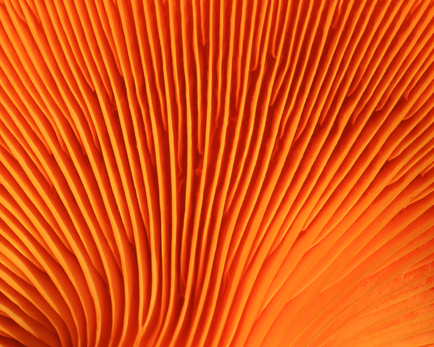 Close-up view of the gills on the underside of an orange mushroom cap.