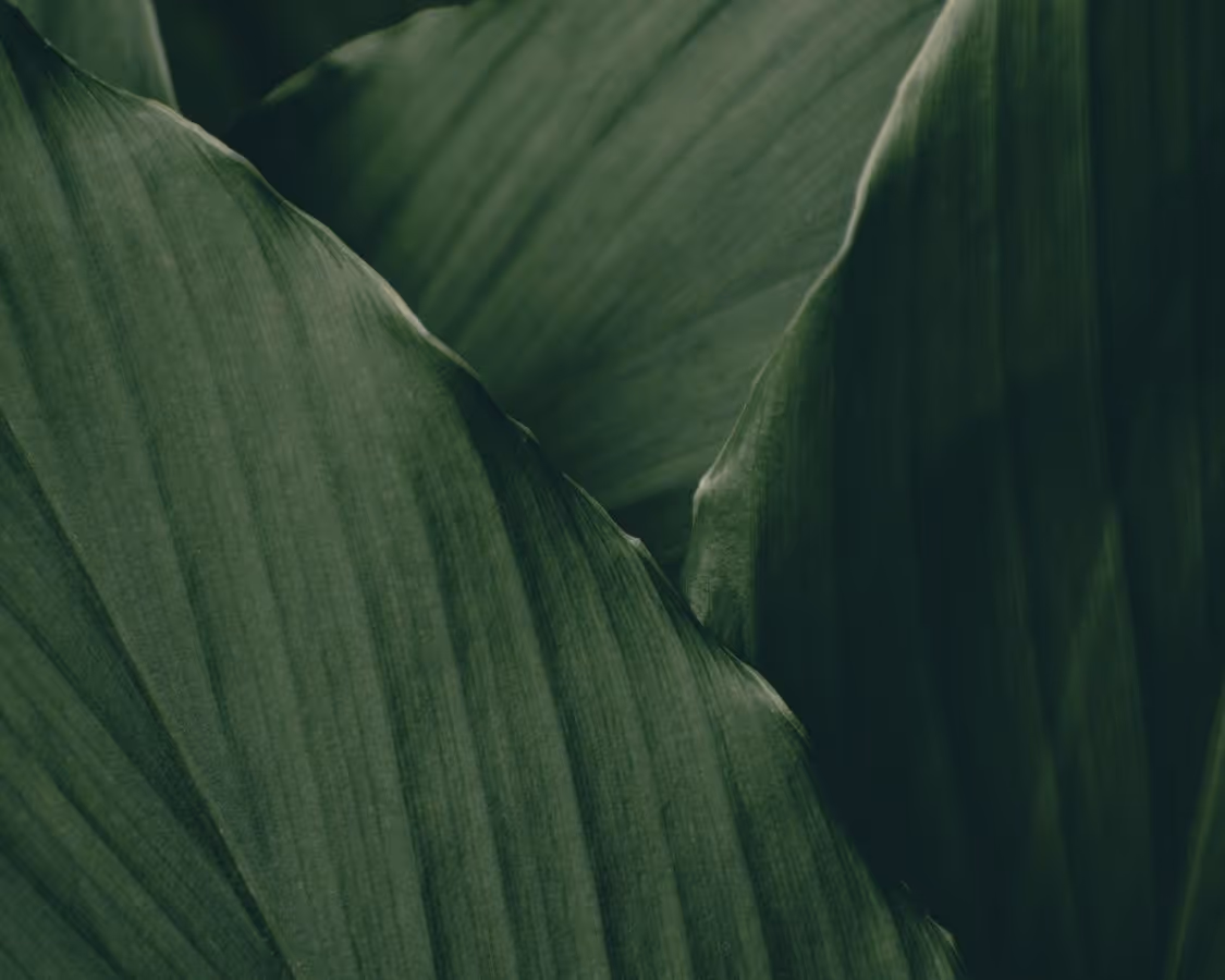 Close-up of large dark green tropical leaves with visible veins and texture.