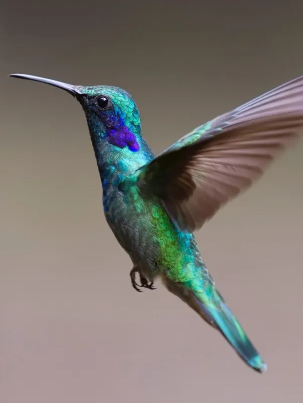 colibri