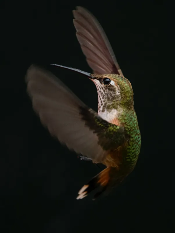 colibri
