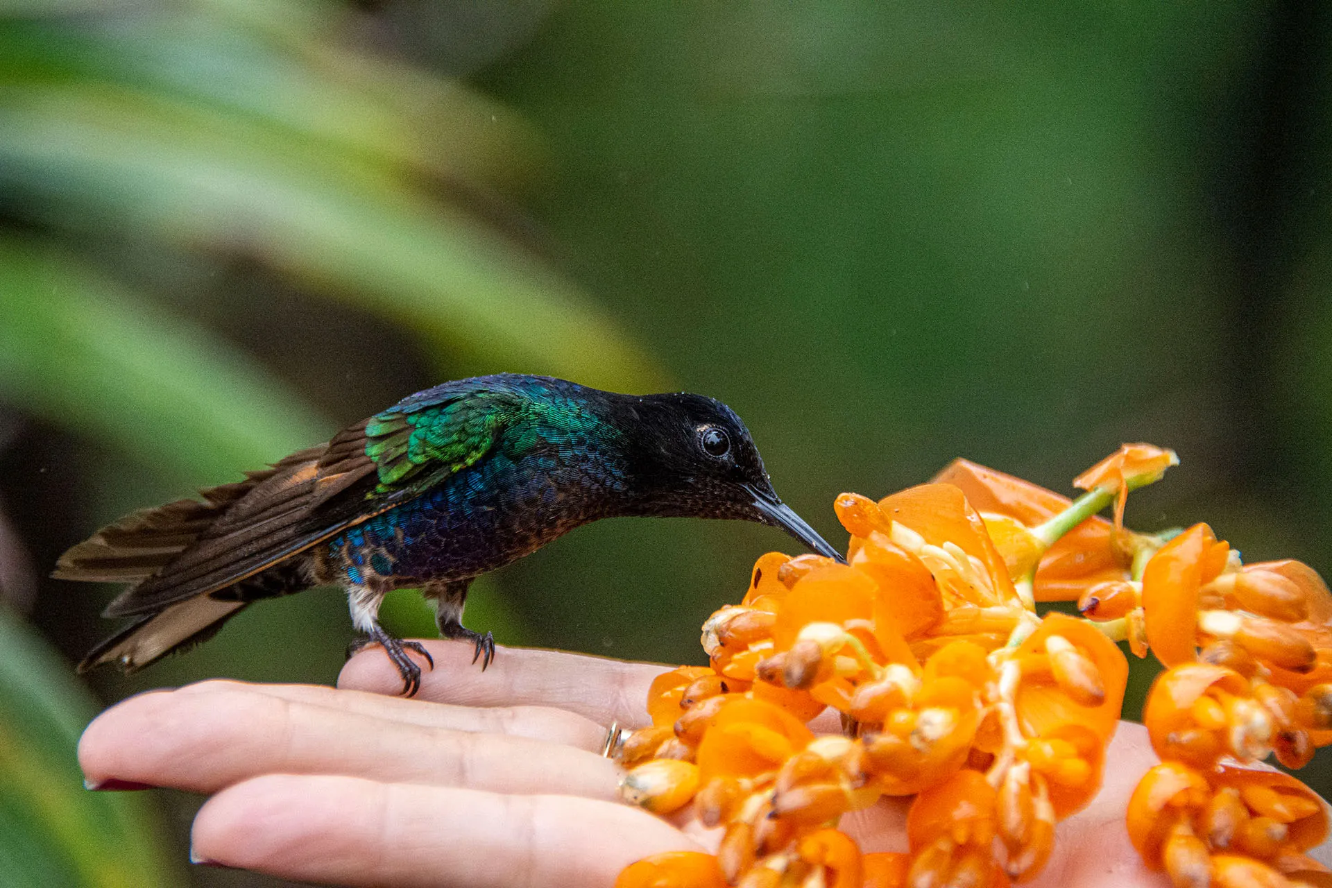 A colorful hummingbird perched on a person's hand feeding from bright orange flowers.