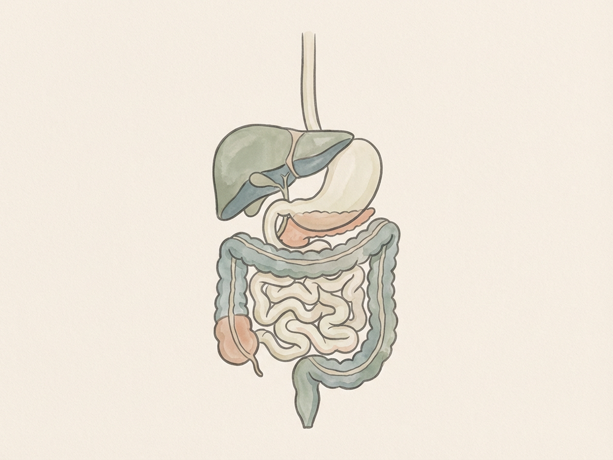 A calming anatomical illustration of the digestive system with soft tones on a clean background