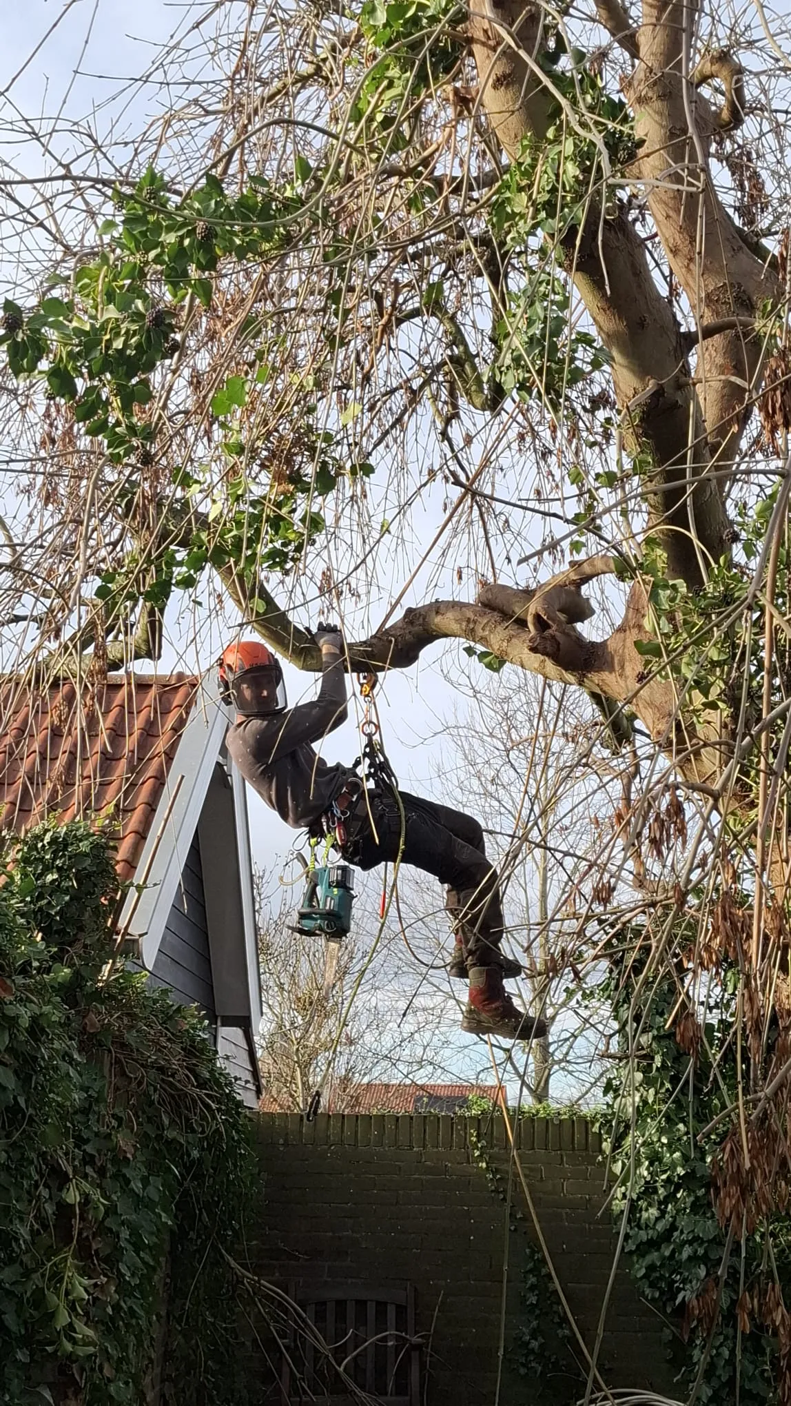 Boomverzorger van Altena Boomverzorging in een boom boven het dak van een woning
