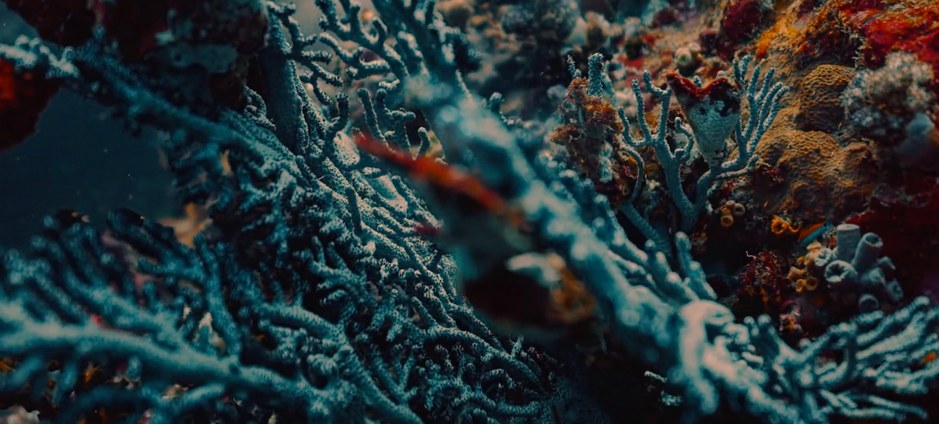 Dr Steve Gittings talks coral restoration and living underwater