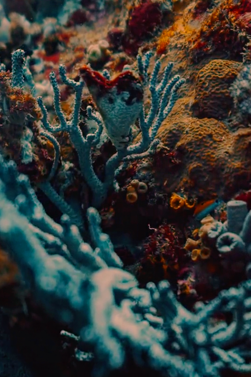 coral reef tile