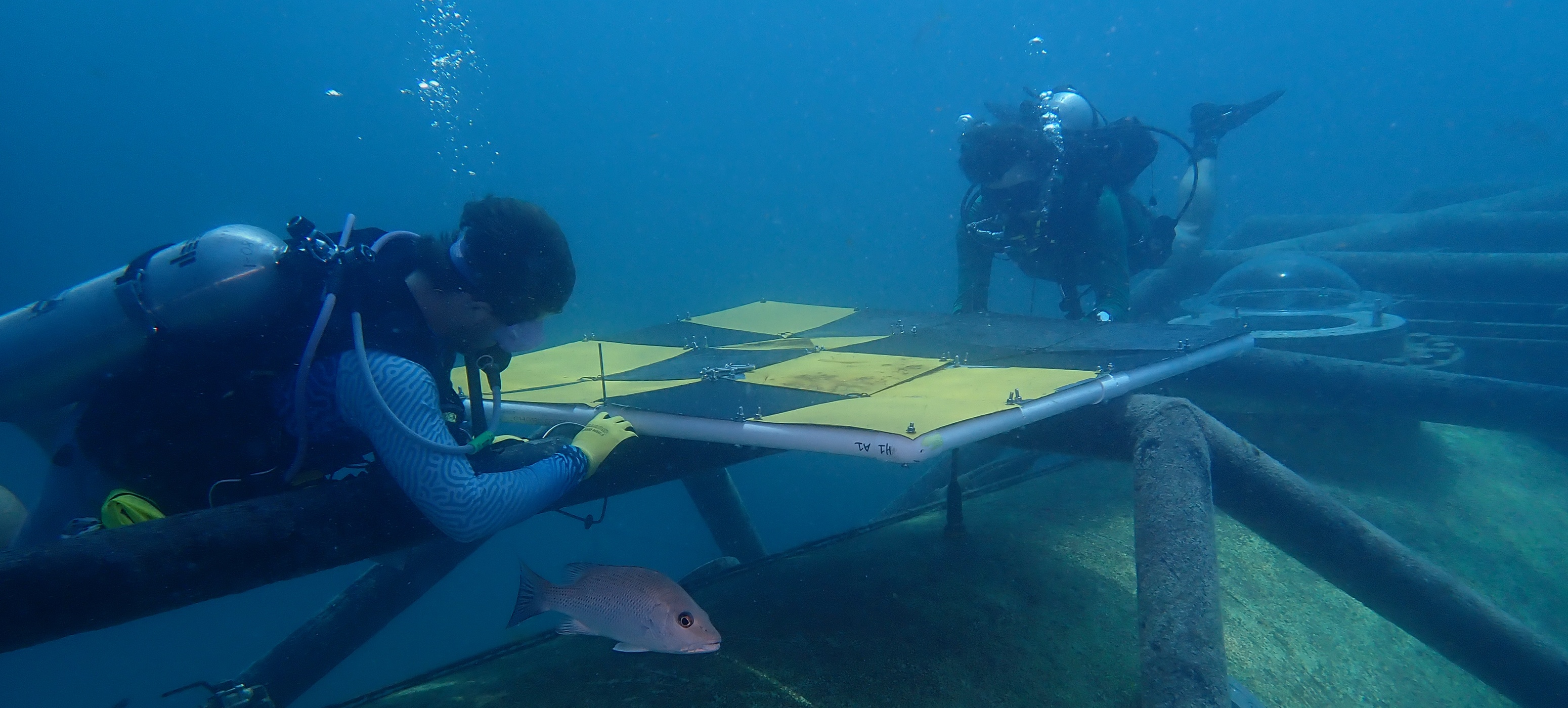 The science happening at Tennessee Reef