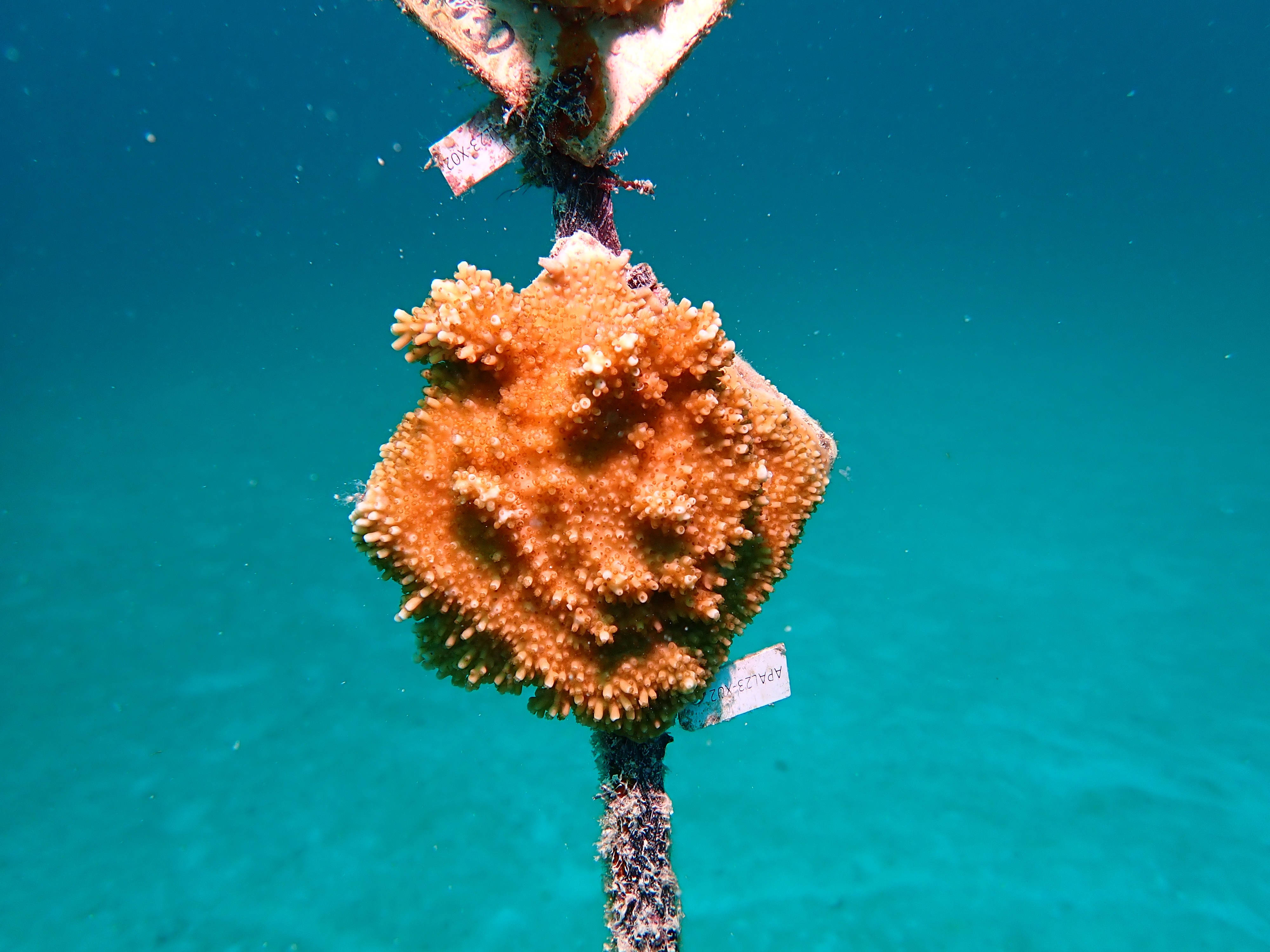 A coral in a nursery