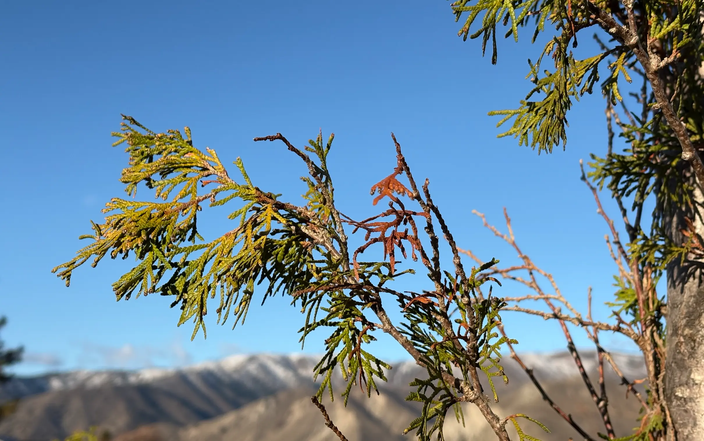 Wenatchee fall clean up