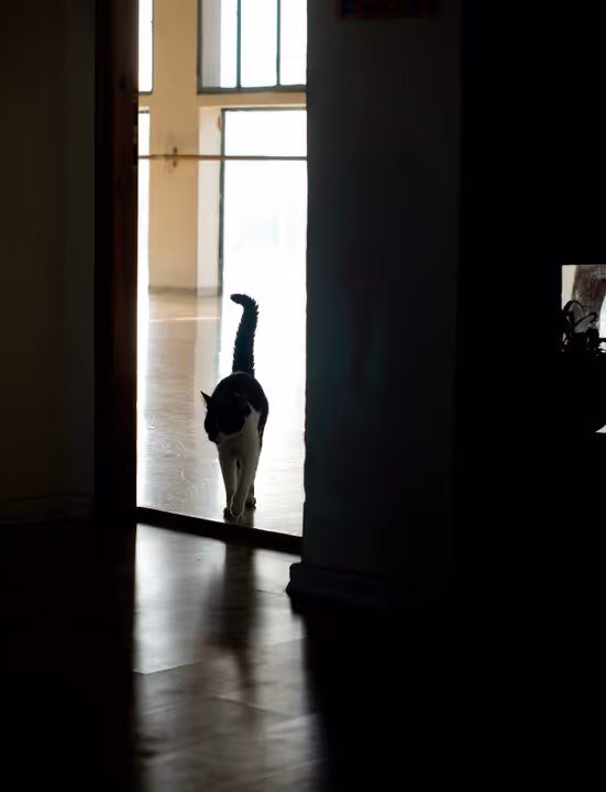 Hatha the studio cat