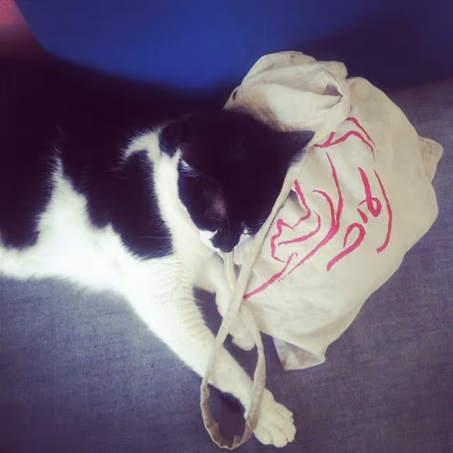 Hatha the studio cat