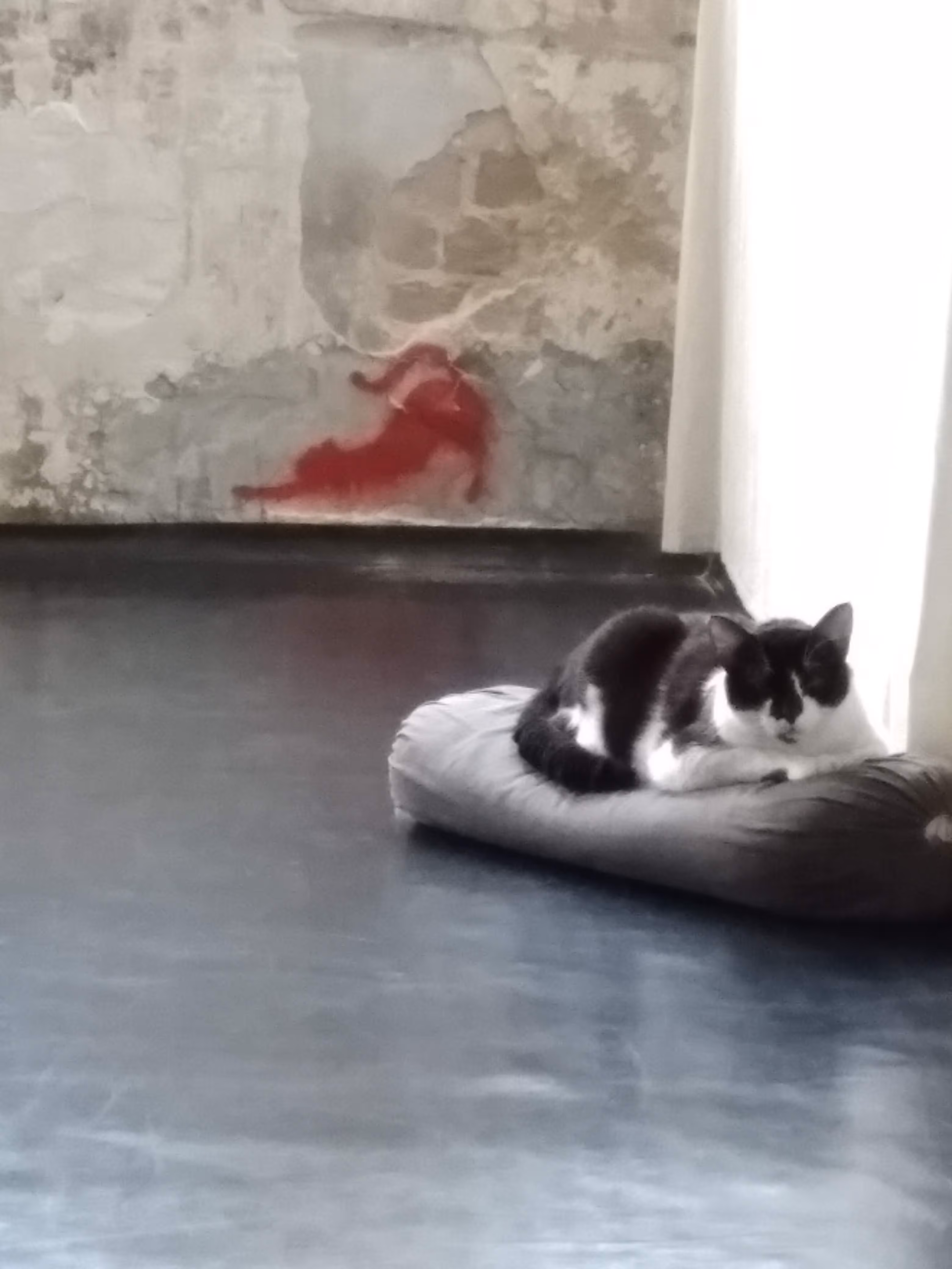 Hatha the studio cat